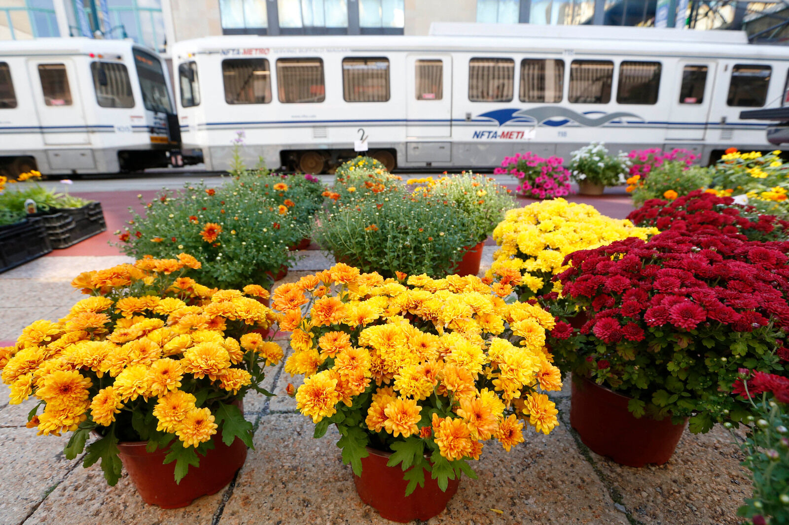 Mums and Metro